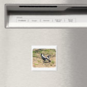 Australische Magpie wird von Willie Wagtail gestop Magnet (In Situ (Geschirrspüler))