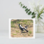 Australische Magpie wird von Willie Wagtail gestop Postkarte (Stehend Vorderseite)