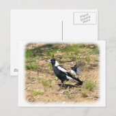 Australische Magpie wird von Willie Wagtail gestop Postkarte (Vorne/Hinten)