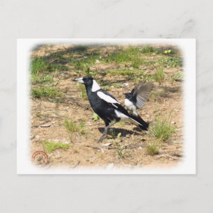 Australische Magpie wird von Willie Wagtail gestop Postkarte