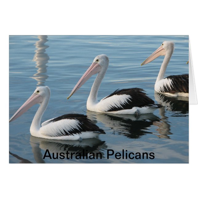 Australische Pelikane (Vorderseite (Horizontal))