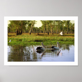 Australische Pelikane, Kakadu Nationalpark, NT Poster