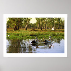 Australische Pelikane, Kakadu Nationalpark, NT Poster