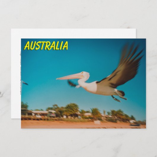 Australische pelikanische Karte (Vorne/Hinten)