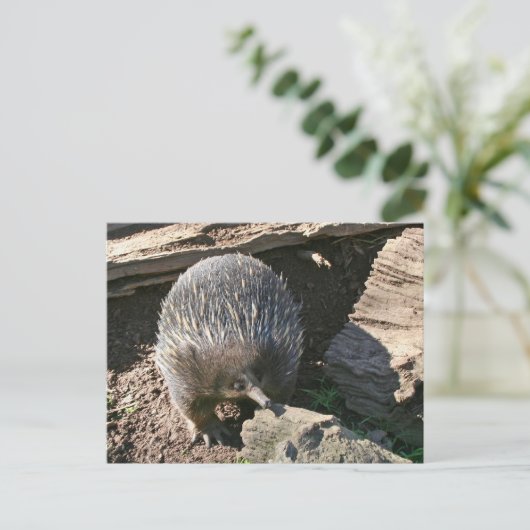 Australische Postkarte Echidna (Stehend Vorderseite)