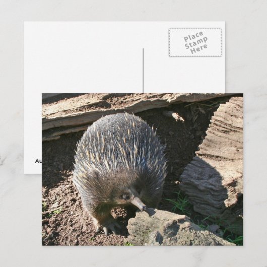 Australische Postkarte Echidna (Vorne/Hinten)