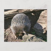 Australische Postkarte Echidna (Vorderseite)