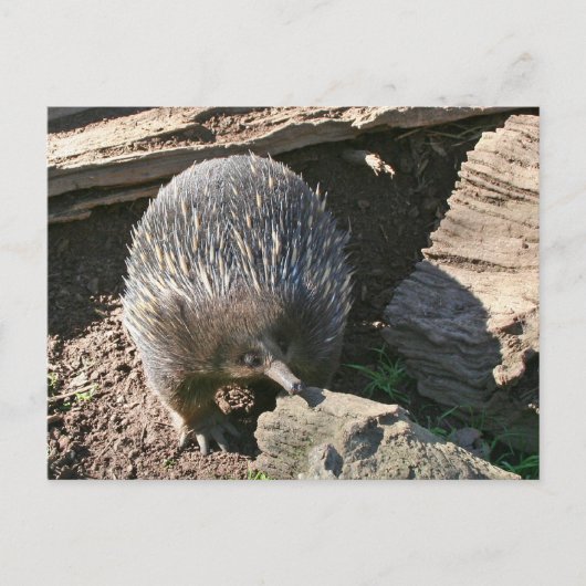 Australische Postkarte Echidna (Vorderseite)