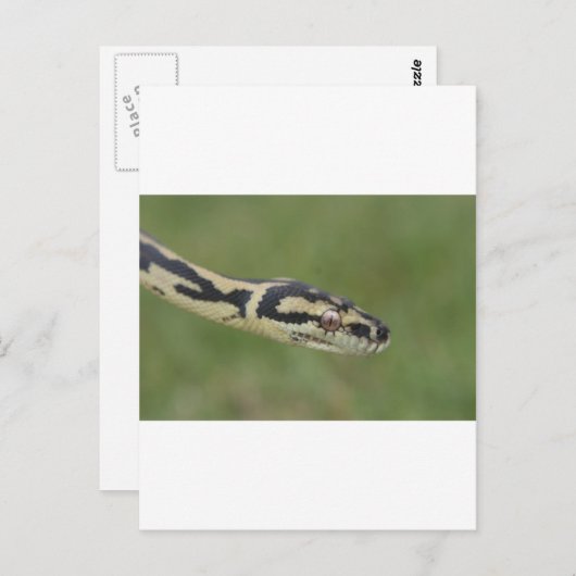 Australische Python Postkarte (Vorne/Hinten)