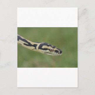 Australische Python Postkarte
