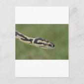 Australische Python Postkarte (Vorderseite)