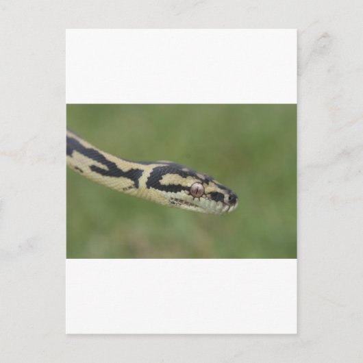 Australische Python Postkarte (Vorderseite)