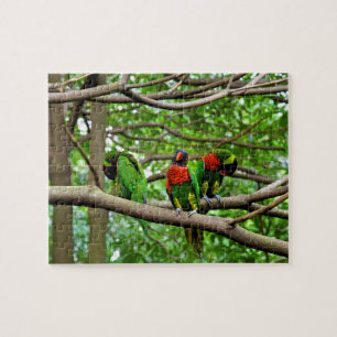 Australische Rainbow-Lorikees Puzzle