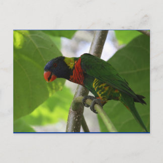 Australische Rainbow Lorikeet Postcard Postkarte