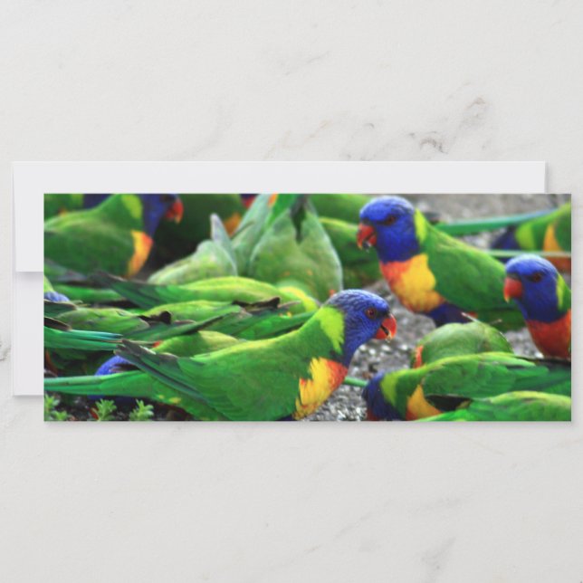 Australische Rainbow Lorikeets (Vorderseite)
