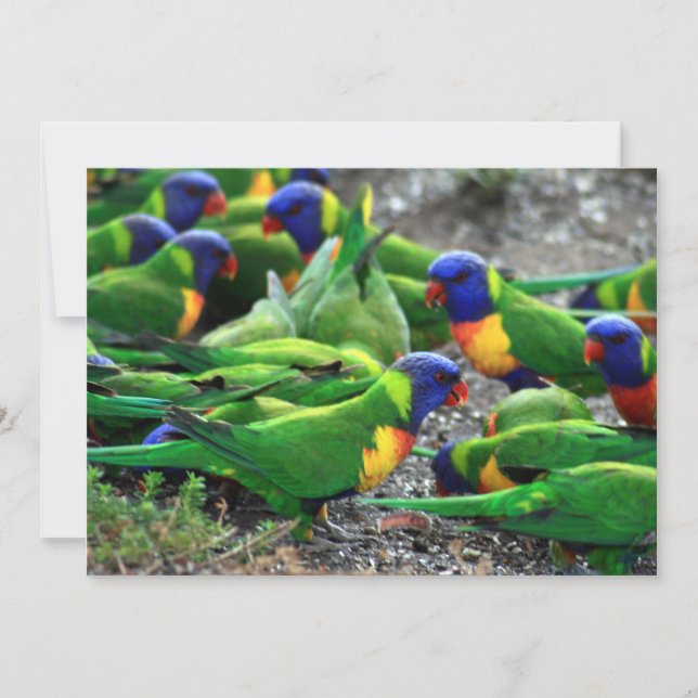 Australische Rainbow Lorikeets (Vorderseite)