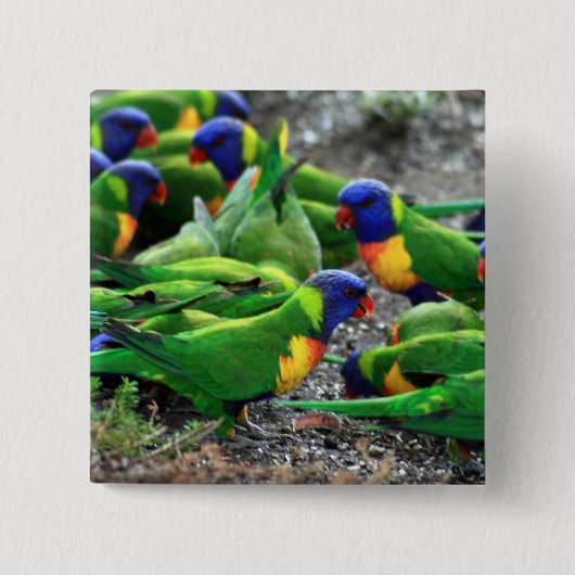 Australische Rainbow Lorikeets Button (Vorderseite)