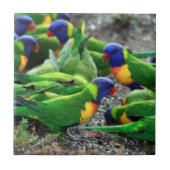 Australische Rainbow Lorikeets Fliese (Vorderseite)