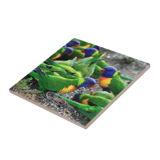 Australische Rainbow Lorikeets Fliese (Seite)