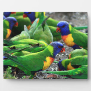 Australische Rainbow Lorikeets Fotoplatte