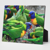 Australische Rainbow Lorikeets Fotoplatte (Seite)