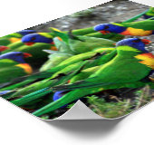 Australische Rainbow Lorikeets Poster (Ecke)