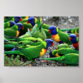 Australische Rainbow Lorikeets Poster (Vorne)