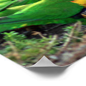Australische Rainbow Lorikeets Poster (Ecke)