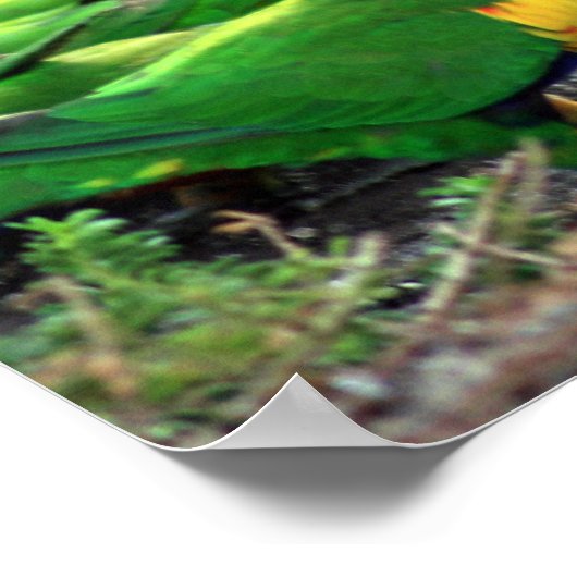 Australische Rainbow Lorikeets Poster (Ecke)