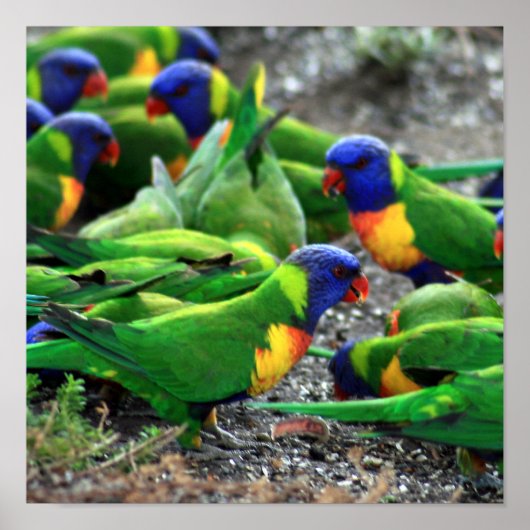 Australische Rainbow Lorikeets Poster (Vorne)
