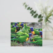 Australische Rainbow Lorikeets Postkarte (Stehend Vorderseite)
