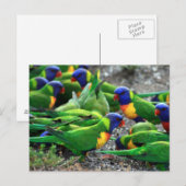 Australische Rainbow Lorikeets Postkarte (Vorne/Hinten)