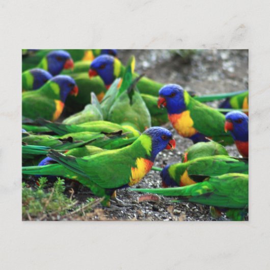 Australische Rainbow Lorikeets Postkarte (Vorderseite)