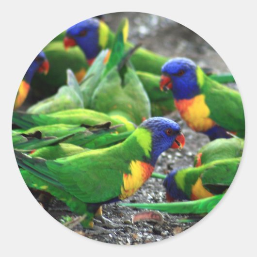 Australische Rainbow Lorikeets Runder Aufkleber (Vorderseite)