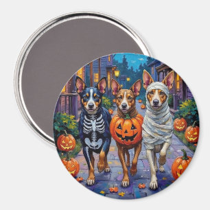 Australische Rinder an Halloween beim Süßigkeitenb Magnet