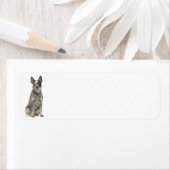 Australische Rinder-Hunde-Rücksendeadressen-Aufkle (Insitu)