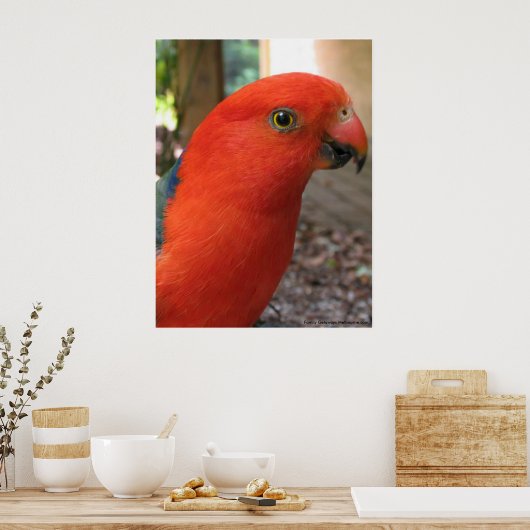 Australische Rosella Poster (Küche)