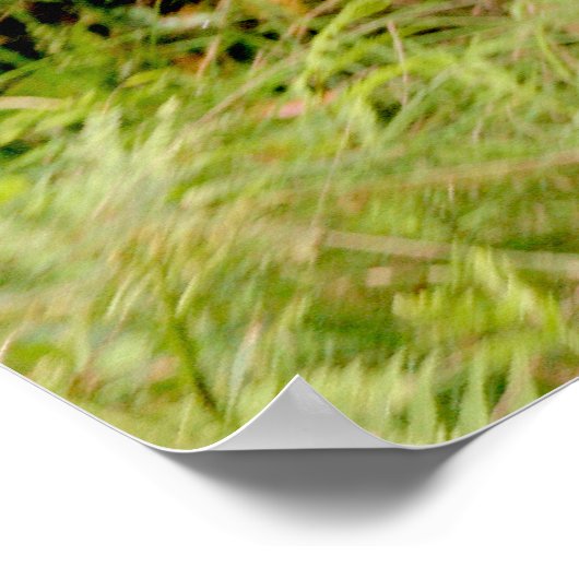 Australische Rosellas Poster (Ecke)