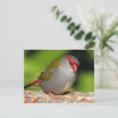 Australische Rot-Browed Fieinzelhändler Finch Postkarte (Stehend Vorderseite)