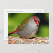 Australische Rot-Browed Fieinzelhändler Finch Postkarte (Vorne/Hinten)