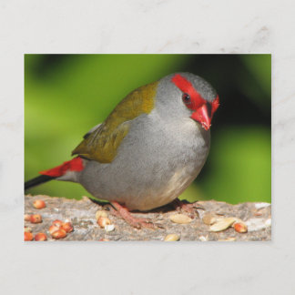 Australische Rot-Browed Fieinzelhändler Finch Postkarte