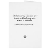 Australische rote blühende gumnuts Aquarellkunst (Hinten)