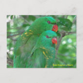 Australische Scaly Breasted Lorikeets Postkarte (Vorderseite)