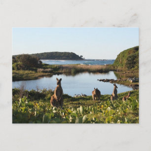 Australische Scene Postcard Postkarte