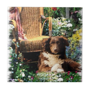 Australische Schäfer-Hundekunst Fliese