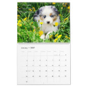 Australische Schäfer-Welpen Kalender (Jan 2027)