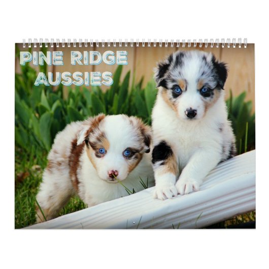 Australische Schäfer-Welpen Kalender (Titelbild)