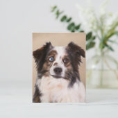 Australische Schäferhunde - Ölgemälde Postkarte (Stehend Vorderseite)