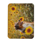 Australische Schäferhunde und Sonnenblumen Magnet (Vertikal)