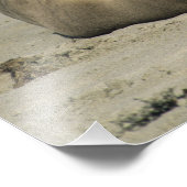 Australische Seelöwen, Neophoca cinerea), Fotodruck (Ecke)